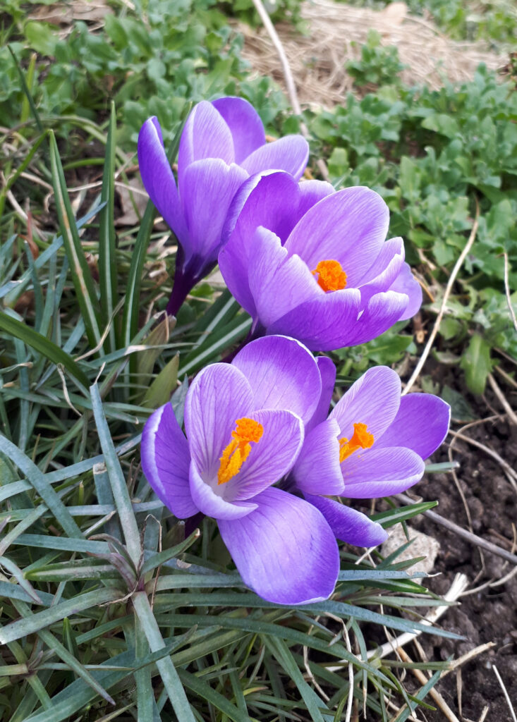 Krokus