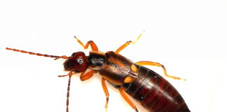 Vanlig Tvestjärt / European Earwig (Forficula auricularia) hona