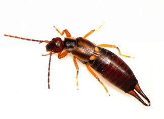 Vanlig Tvestjärt / European Earwig (Forficula auricularia) hona