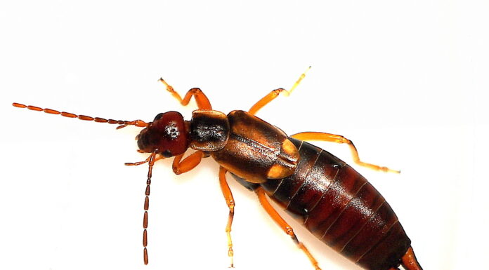 Vanlig Tvestjärt / European Earwig (Forficula auricularia) hona