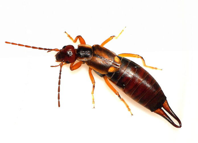 Vanlig Tvestjärt / European Earwig (Forficula auricularia) hona