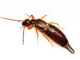 Vanlig Tvestjärt / European Earwig (Forficula auricularia) hona