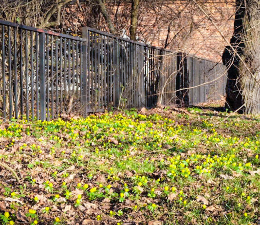 vårbacke vintergäck